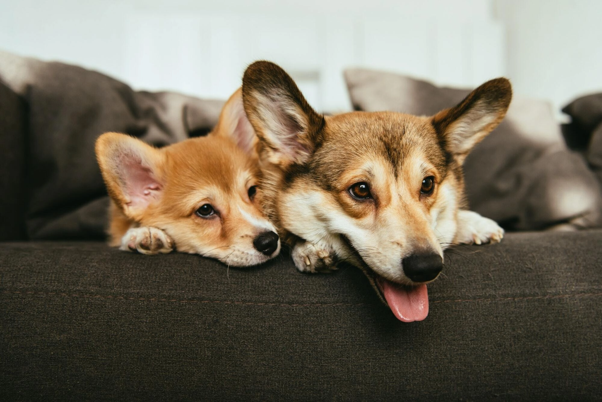 Guarda dos animais de estimação após o fim do casamento