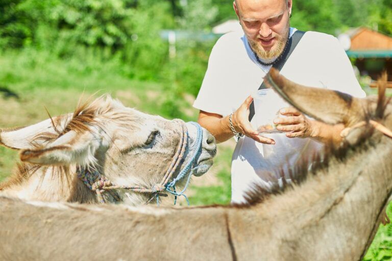 Man feeding donkeys in the countryside, in a farm,