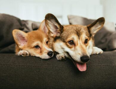 Close up View of Welsh Corgi Dogs Laying on Sofa at Home