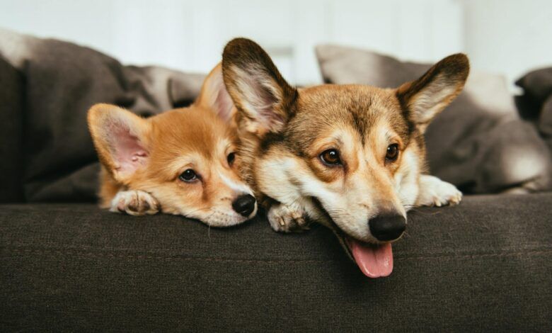 Close up View of Welsh Corgi Dogs Laying on Sofa at Home